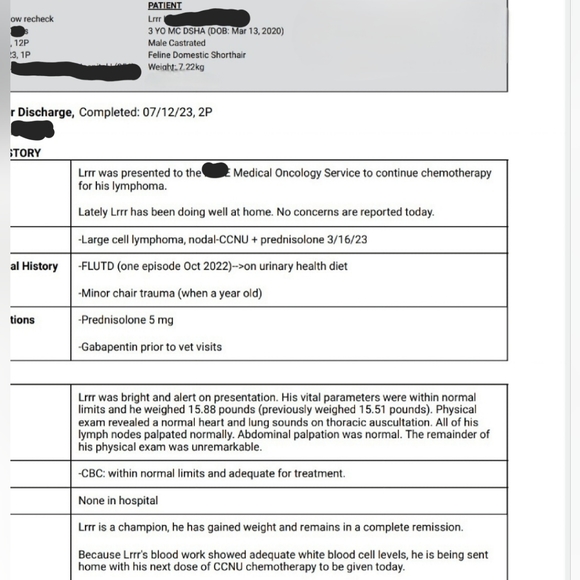 Chemo Treatments for My 3 year old cat, Lrrr - Picture 12 of 12